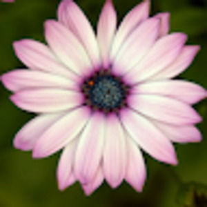 Meet your Posher, Evaline